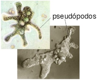 Ameba: gênero de protozoários que se locomovem com auxílio de “pseudópodos” (Fonte: http://water.me.vccs.edu/courses/ENV108/lesson2_3.htm)