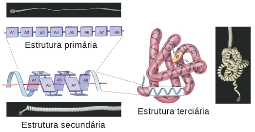 Três níveis de estrutura da proteína. A “estrutura primária” é a seqüência de aminoácidos (A1, A2, etc) em uma cadeia polipeptídica, e pode ser visualizada como o cabo de telefone esticado. Essa cadeia de aminoácidos, especialmente nas proteínas estruturais, tendem a se enrolar ou dobrar em alguns padrões simples, regulares e tridimensionais chamados de “estrutura secundária”. A “estrutura secundária” pode ser visualizada como o cabo do telefone em uma espiral. Além disso as “estruturas secundárias” tendem a dobrar-se em formas complexas, globulares, que constituem a “estrutura terciária” assim como o cabo telefônico emaranhado. (Fonte: Jacquelyn G. Black e Laura J. Black, 2012)
