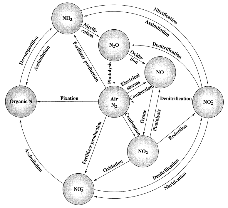 Ciclo do nitrogênio (Fonte: Handbook of Chlorination, 2010)