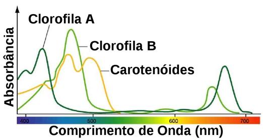 Espectros de absorção para pigmentos vegetais (Clorofila A, Clorofila B e Carotenóides). (Fonte: www.plantingscience.org