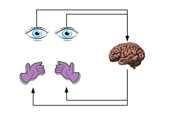 O olhos representam os sensores que capturam dados do meio externo os quais são processados e interpretados por um processador (cérebro), podendo gerar como resposta um comando para movimentar os atuadores representados pelas mãos.